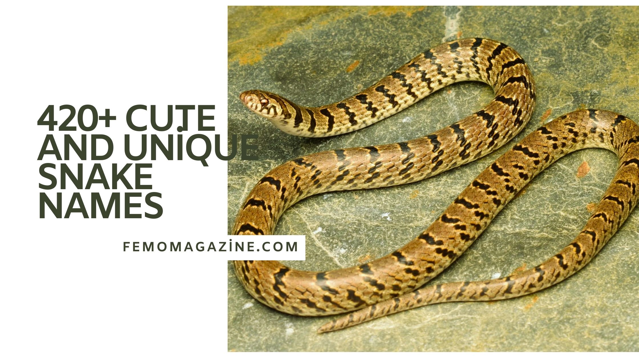 Snake Names: 420+ Cute And Unique - Femo Magazine