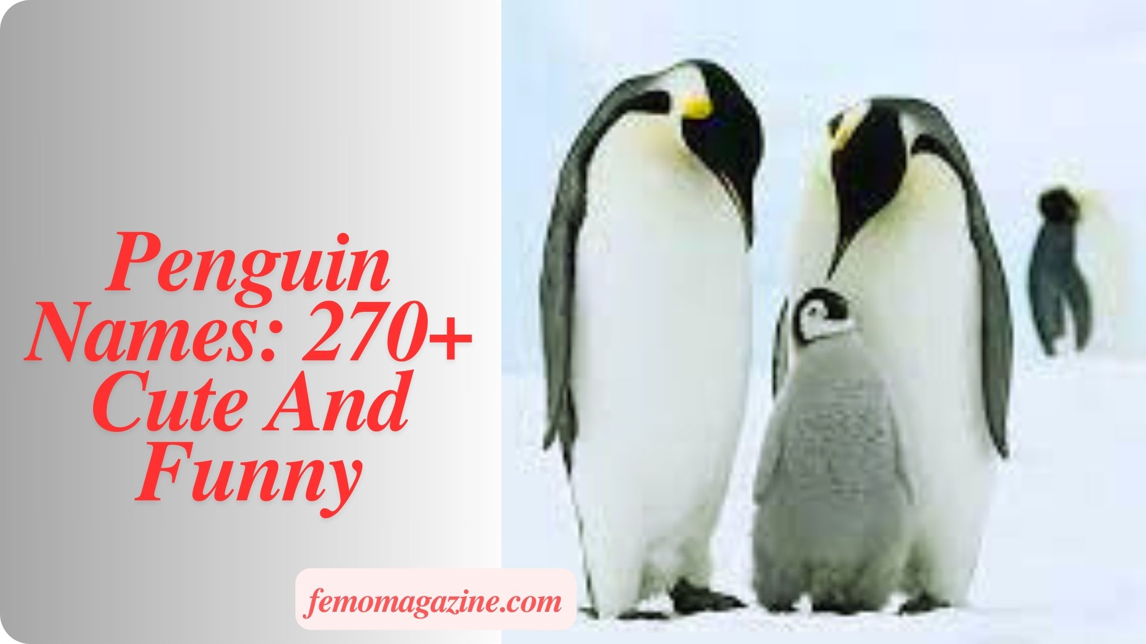 Penguin Names