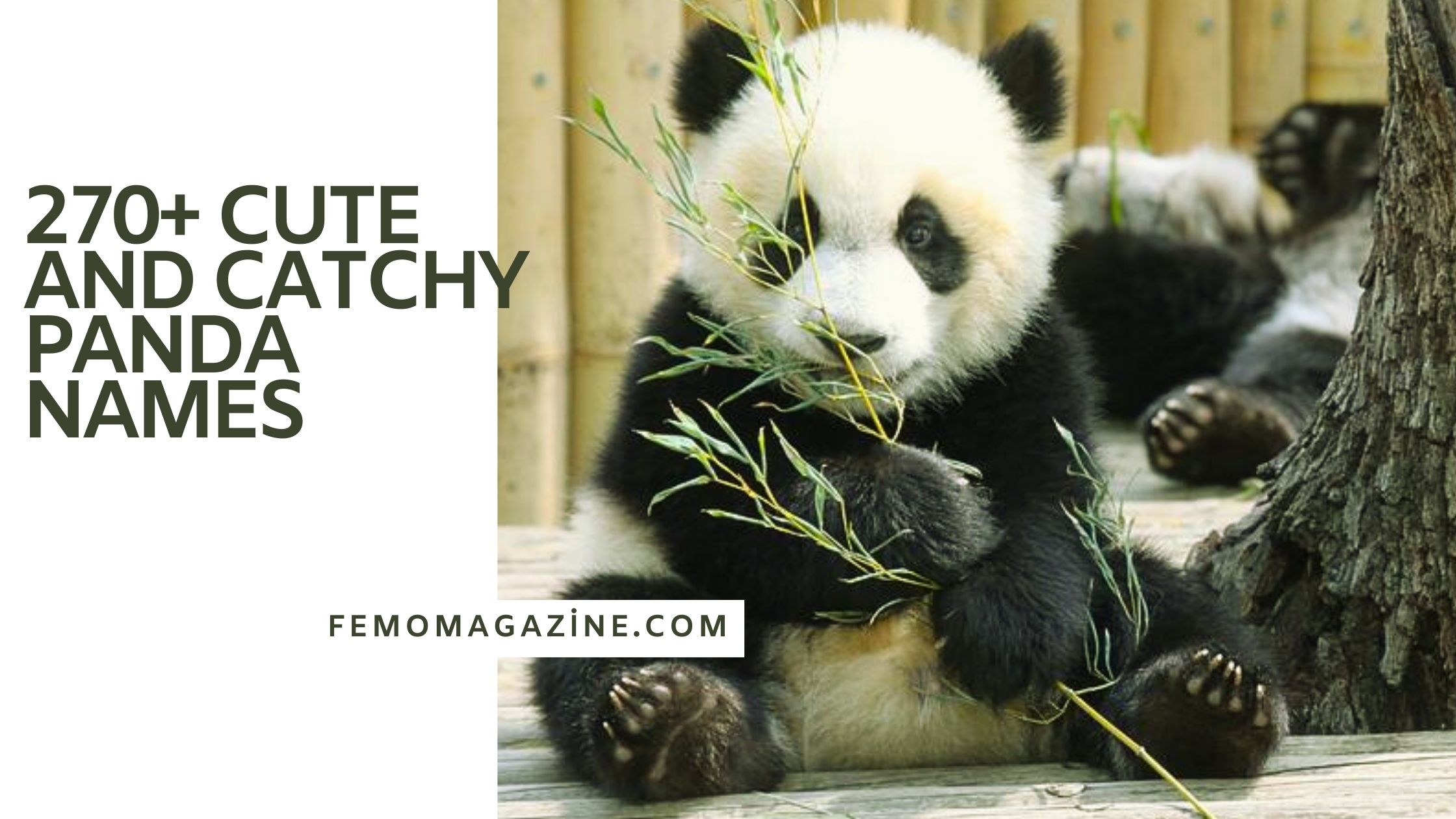 panda names