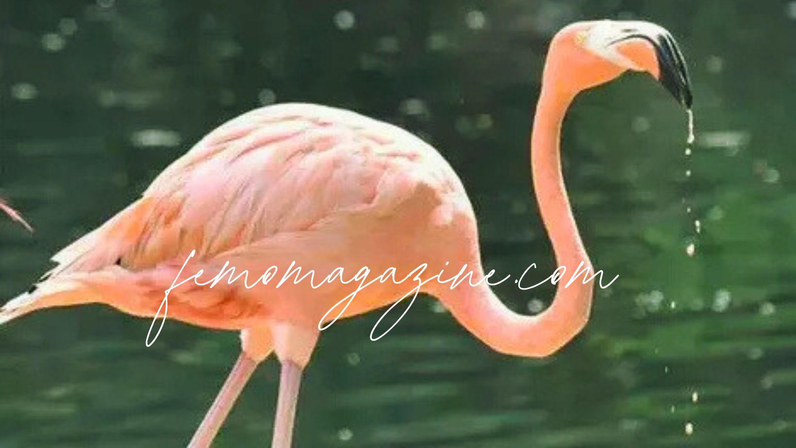 flamingo names