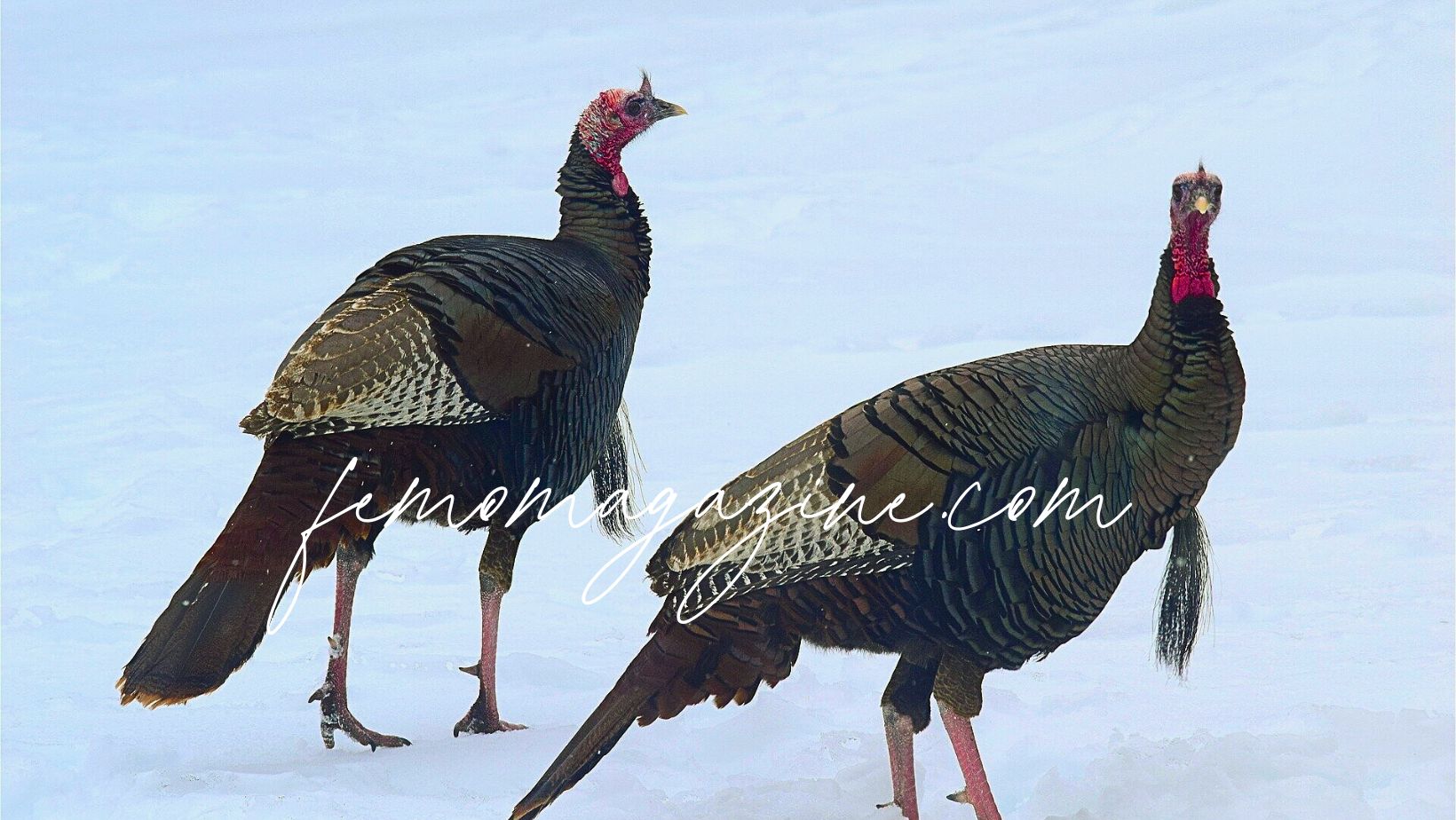 turkey names