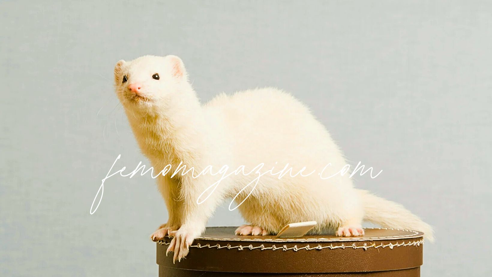 Ferret Names