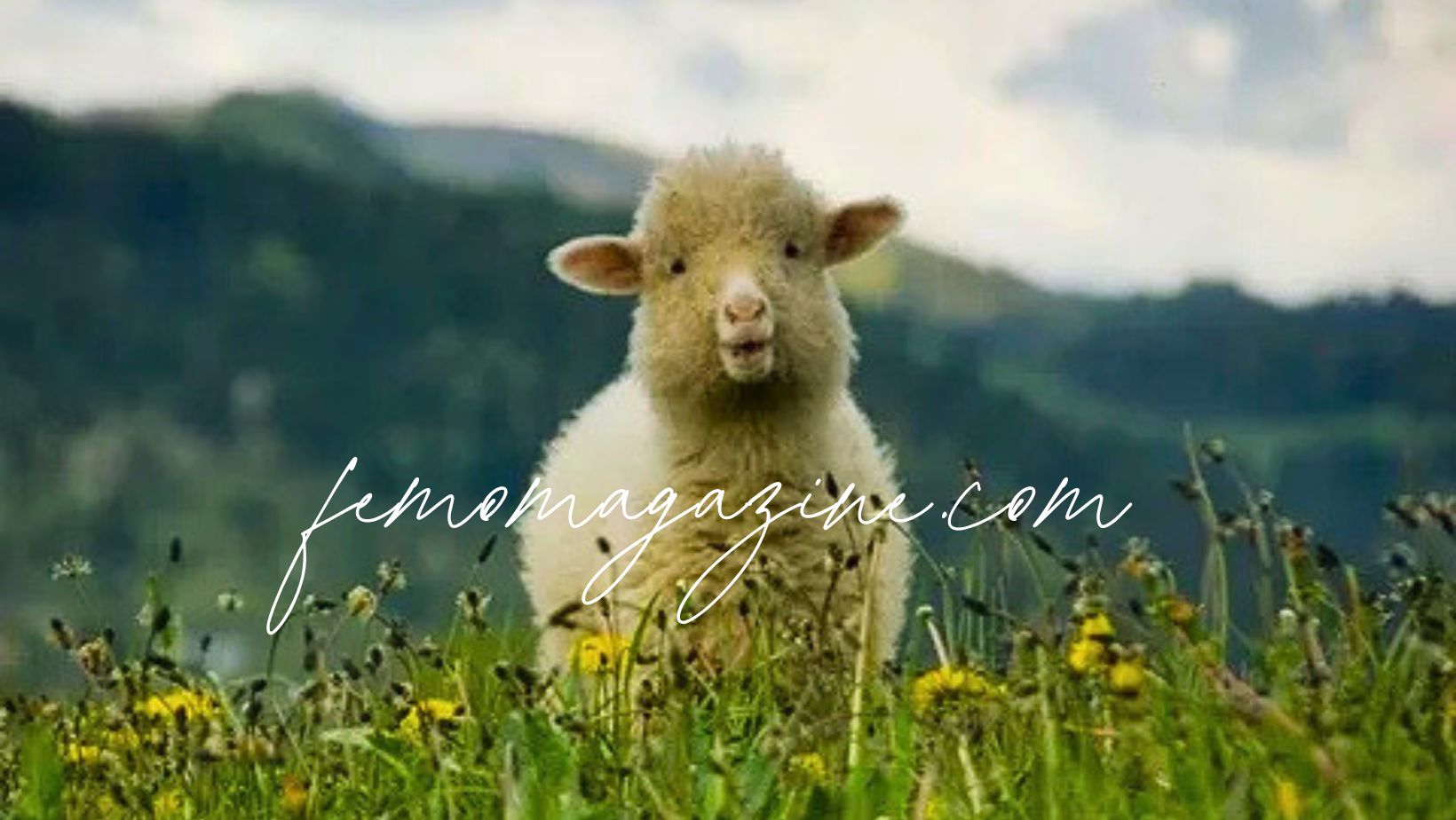 sheep names