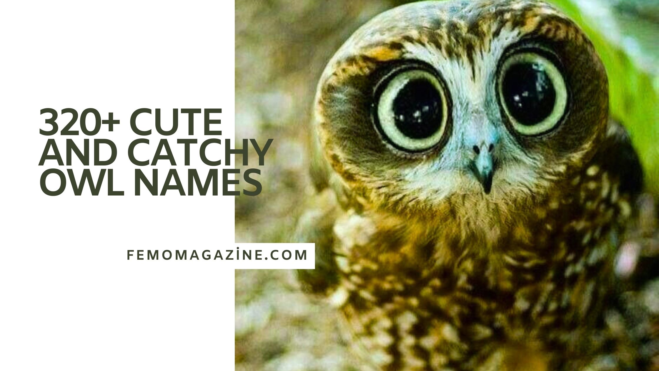 owl names