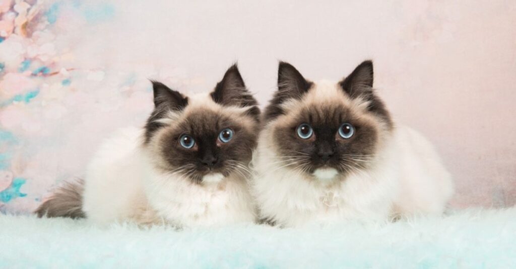 twin cat names