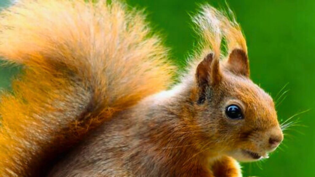 Squirrel Names