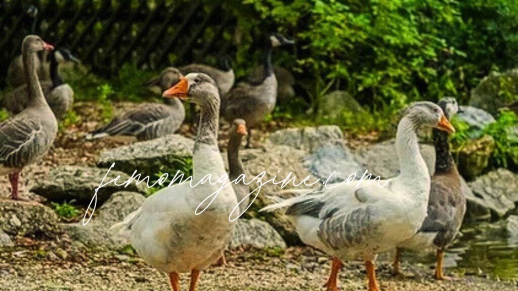 Goose Names