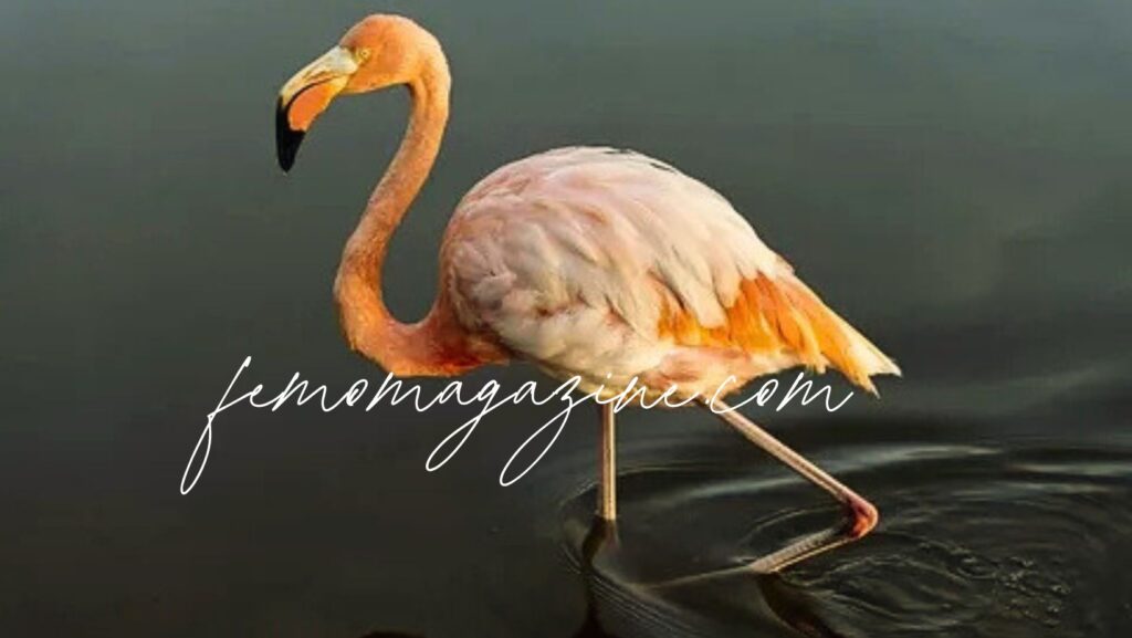 flamingo names