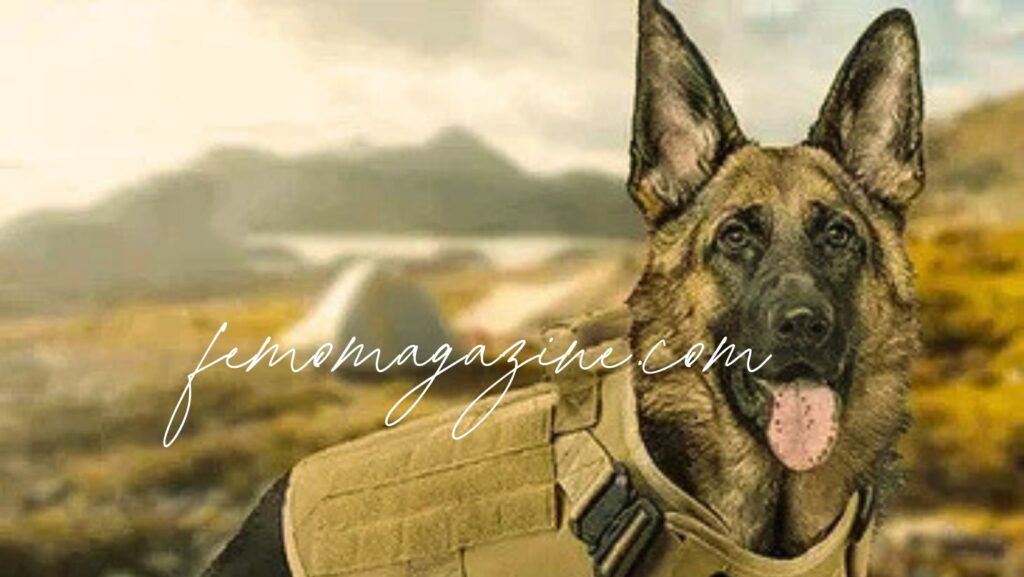 Military Dog Names