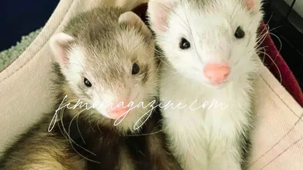 Ferret Names