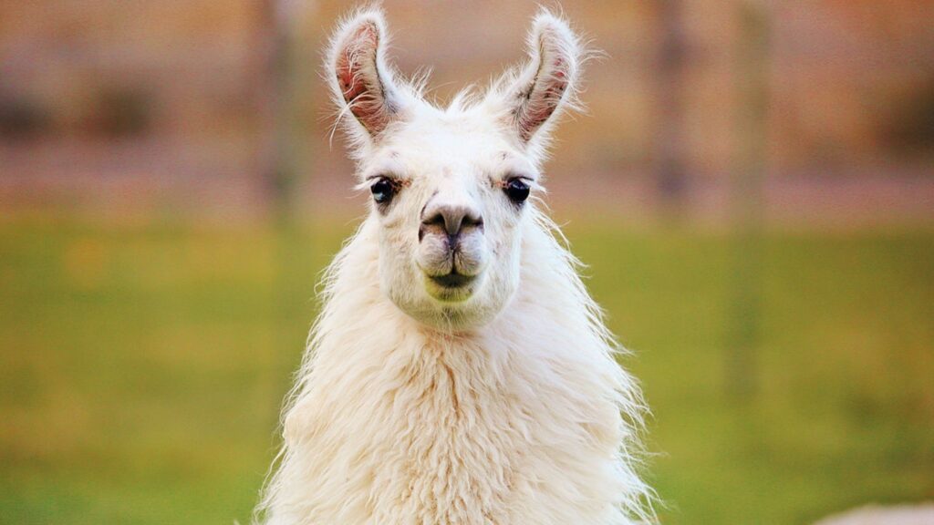 llama names