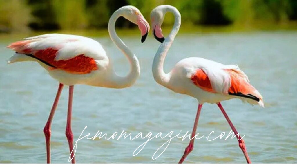 flamingo names