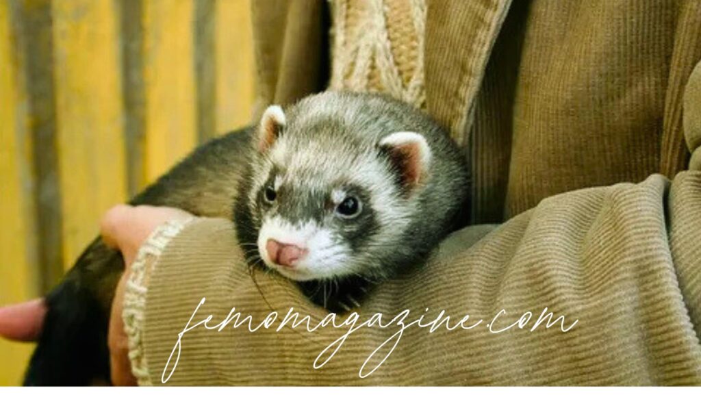 Ferret Names