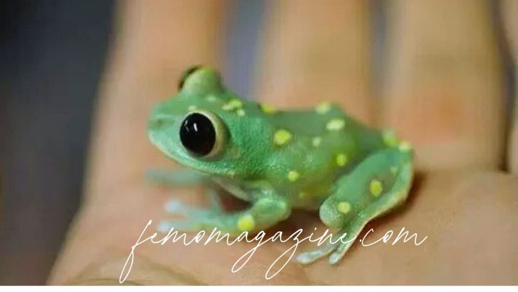 frog names