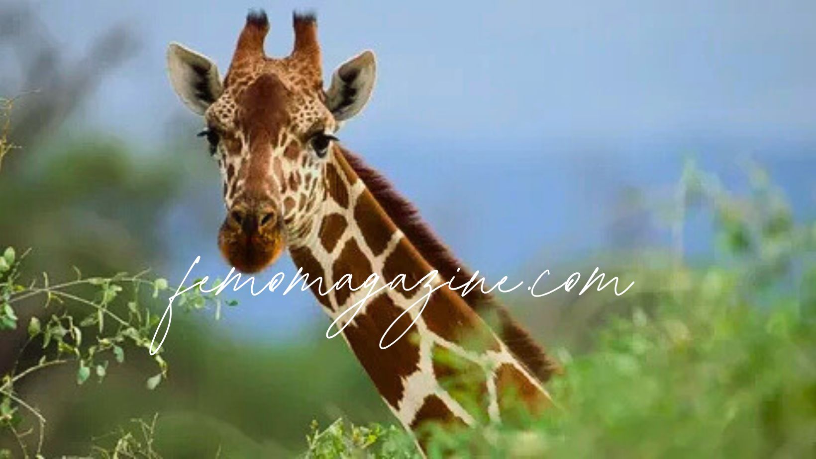 giraffe names