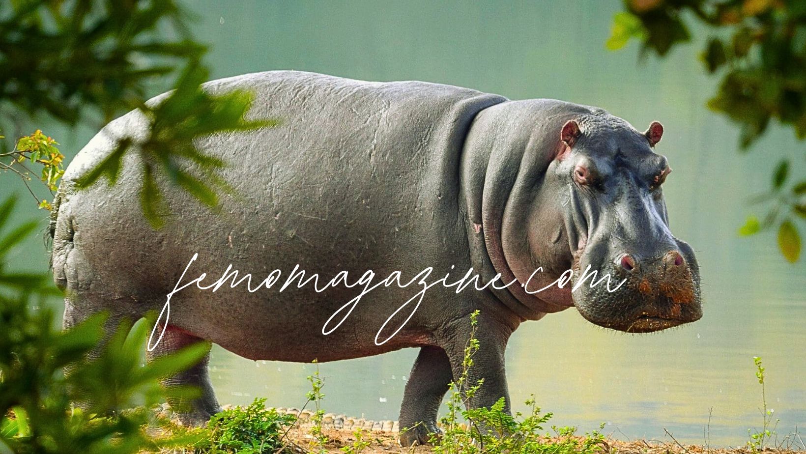 Hippopotamus Names