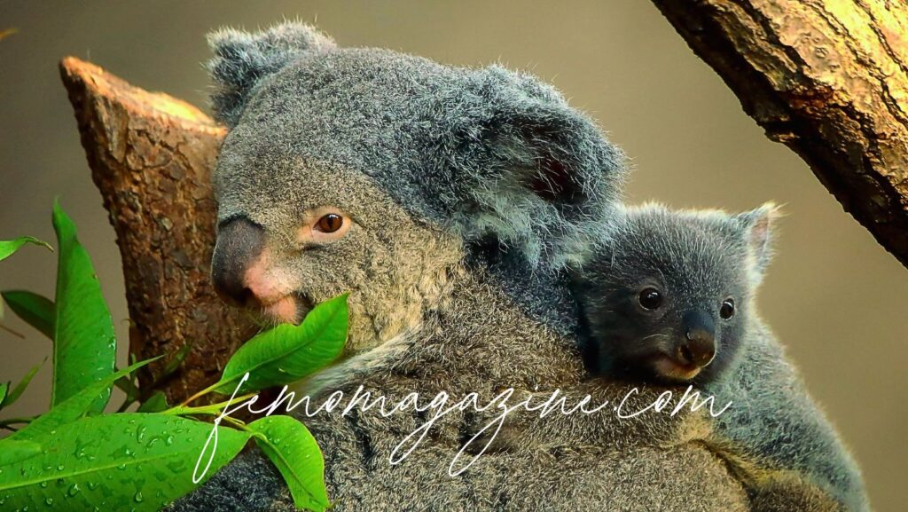 Koala names