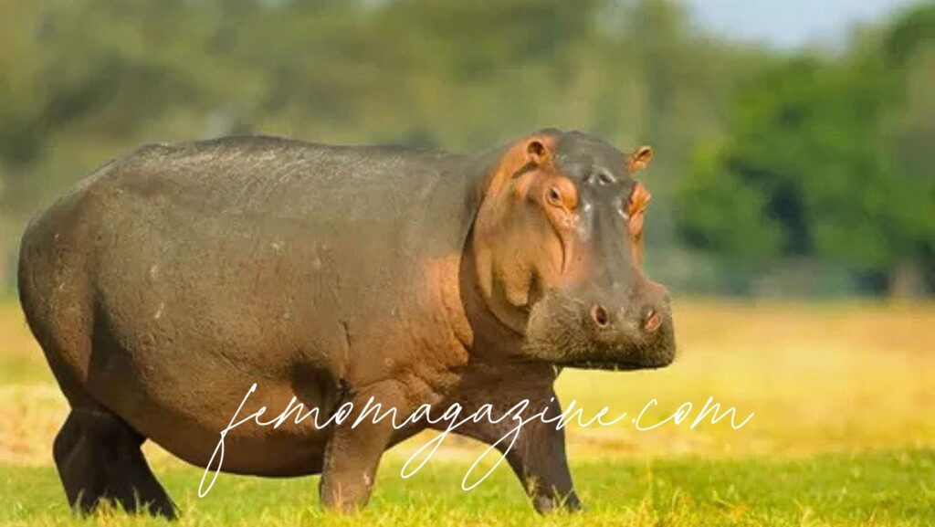 Hippopotamus Names