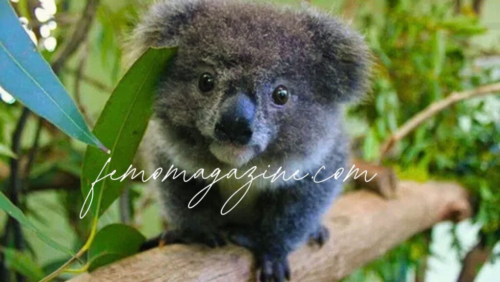 Koala names