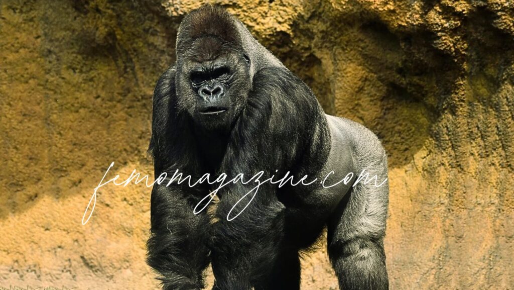 gorilla names