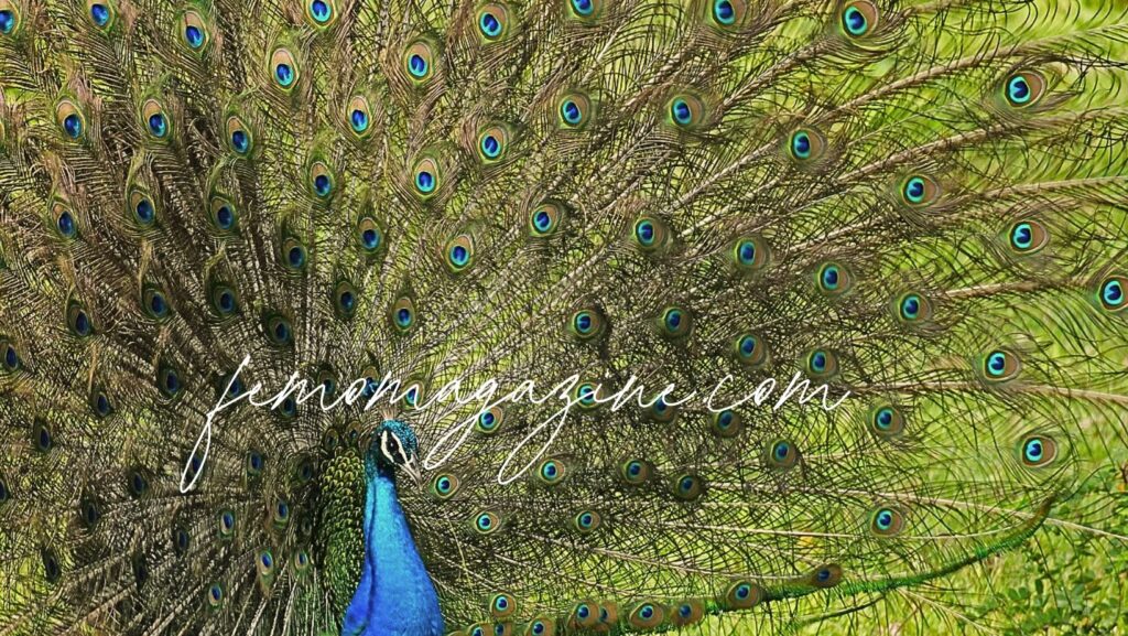 Peacock Names