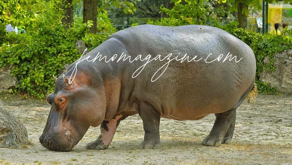 Hippopotamus Names