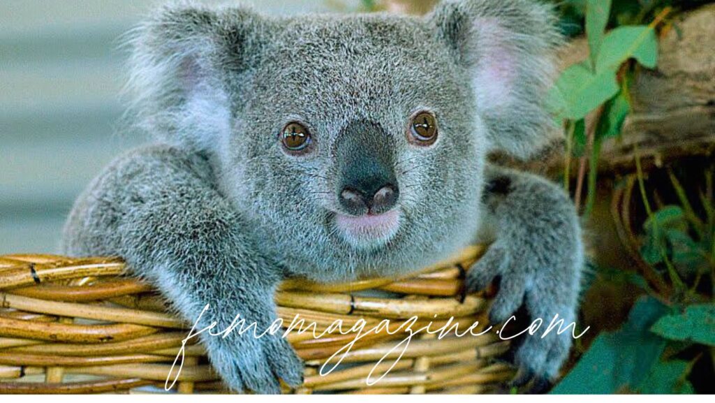 Koala names