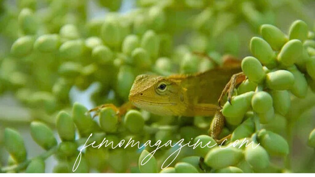 lizard names