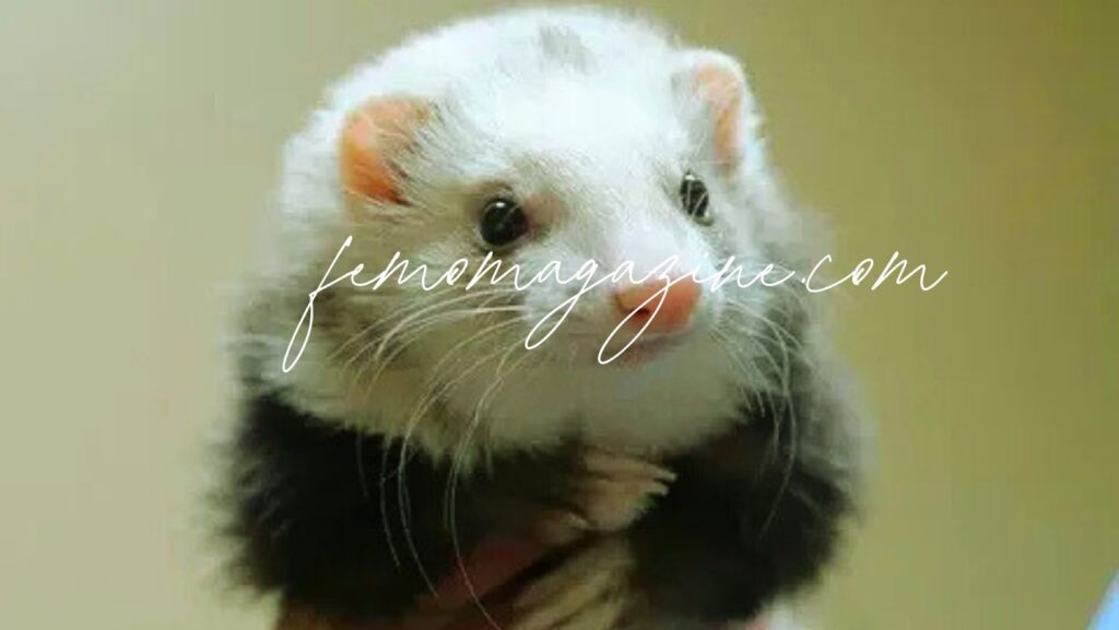 Ferret Names