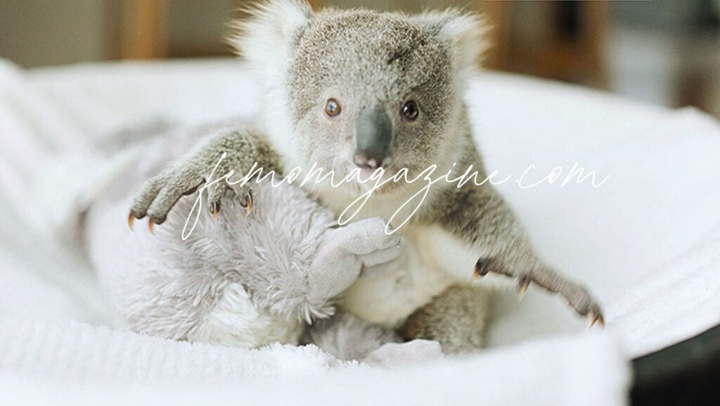 Koala names