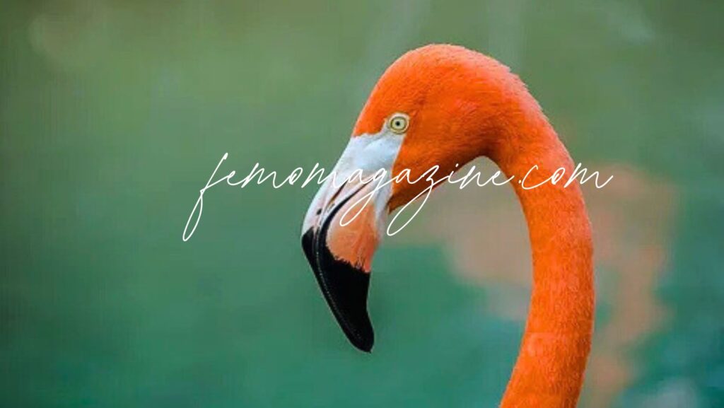 flamingo names