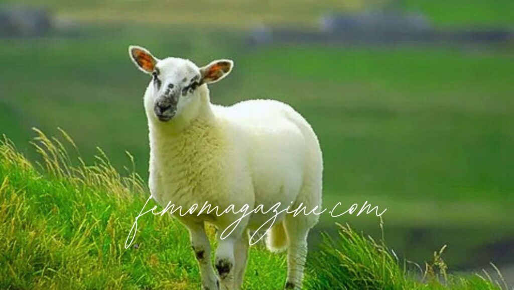 sheep names