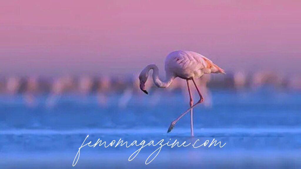 flamingo names