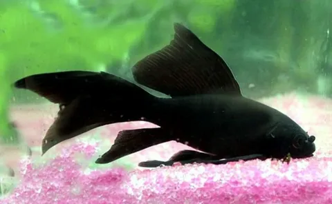 Black Fish Names: