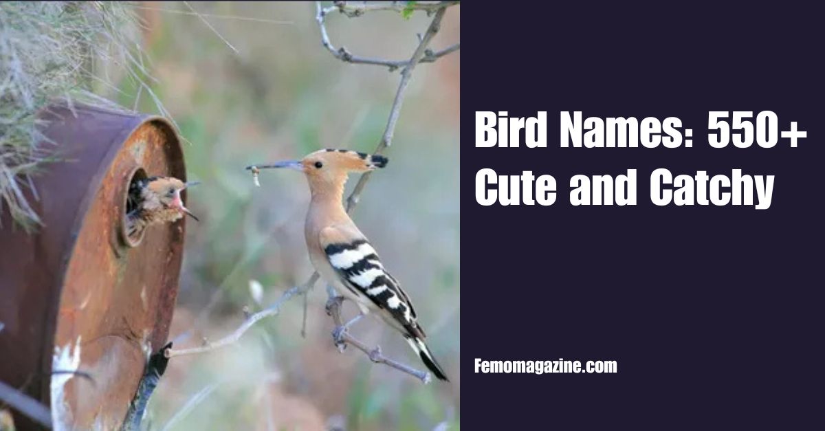 Bird Names