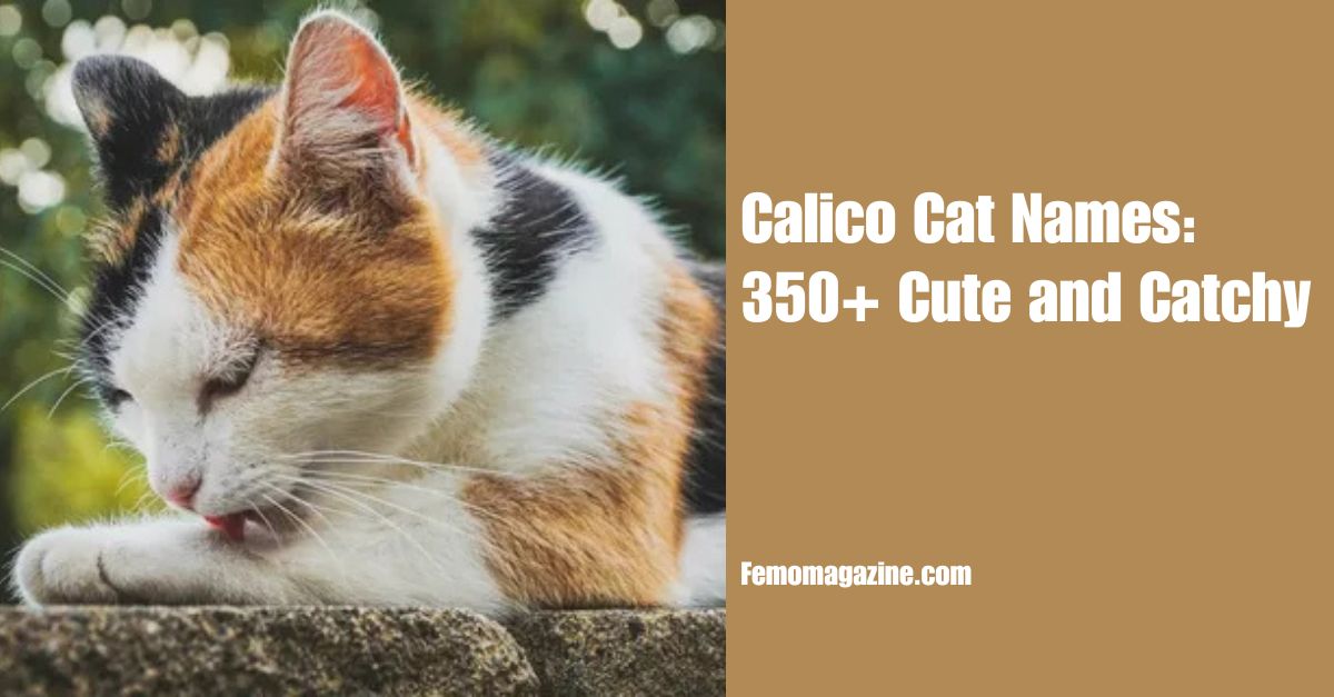 Calico Cat Names