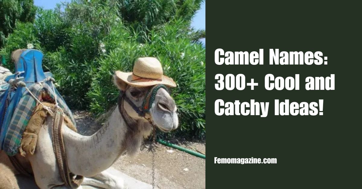 Camel Names