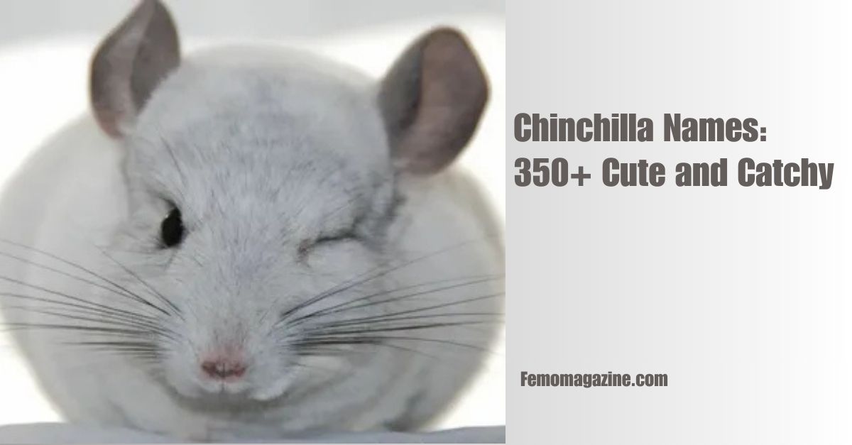 Chinchilla Names