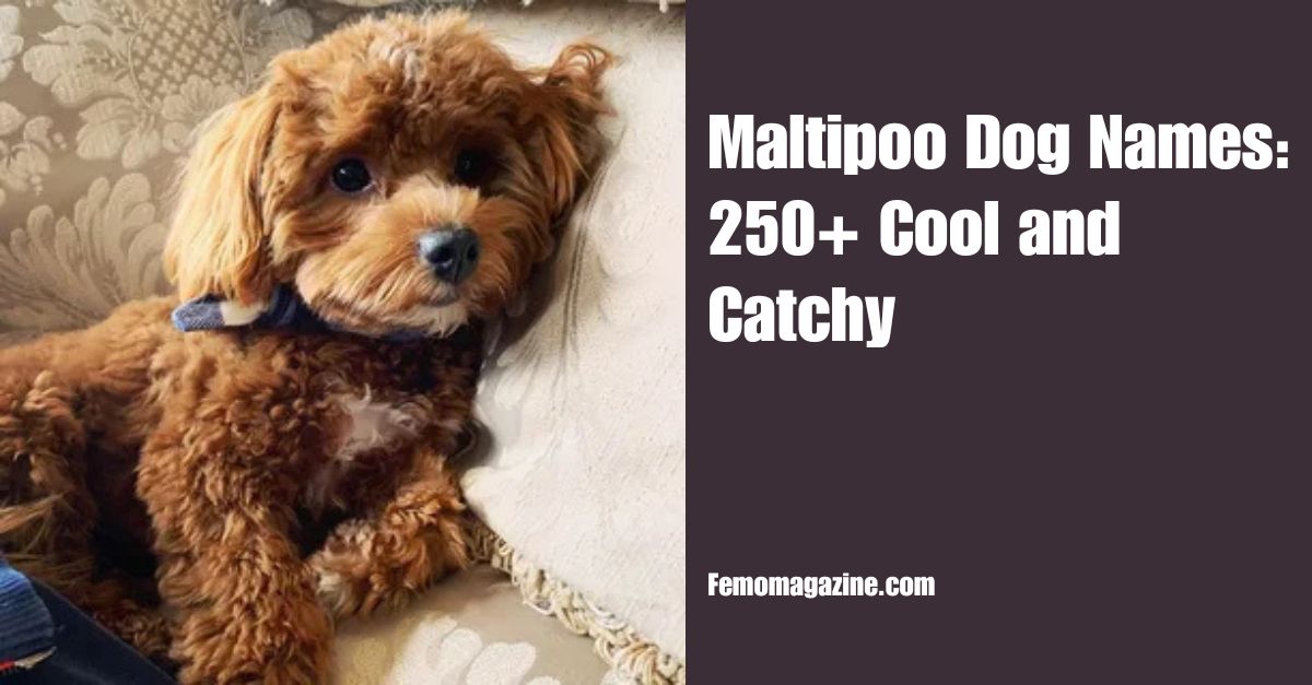 Maltipoo dog names