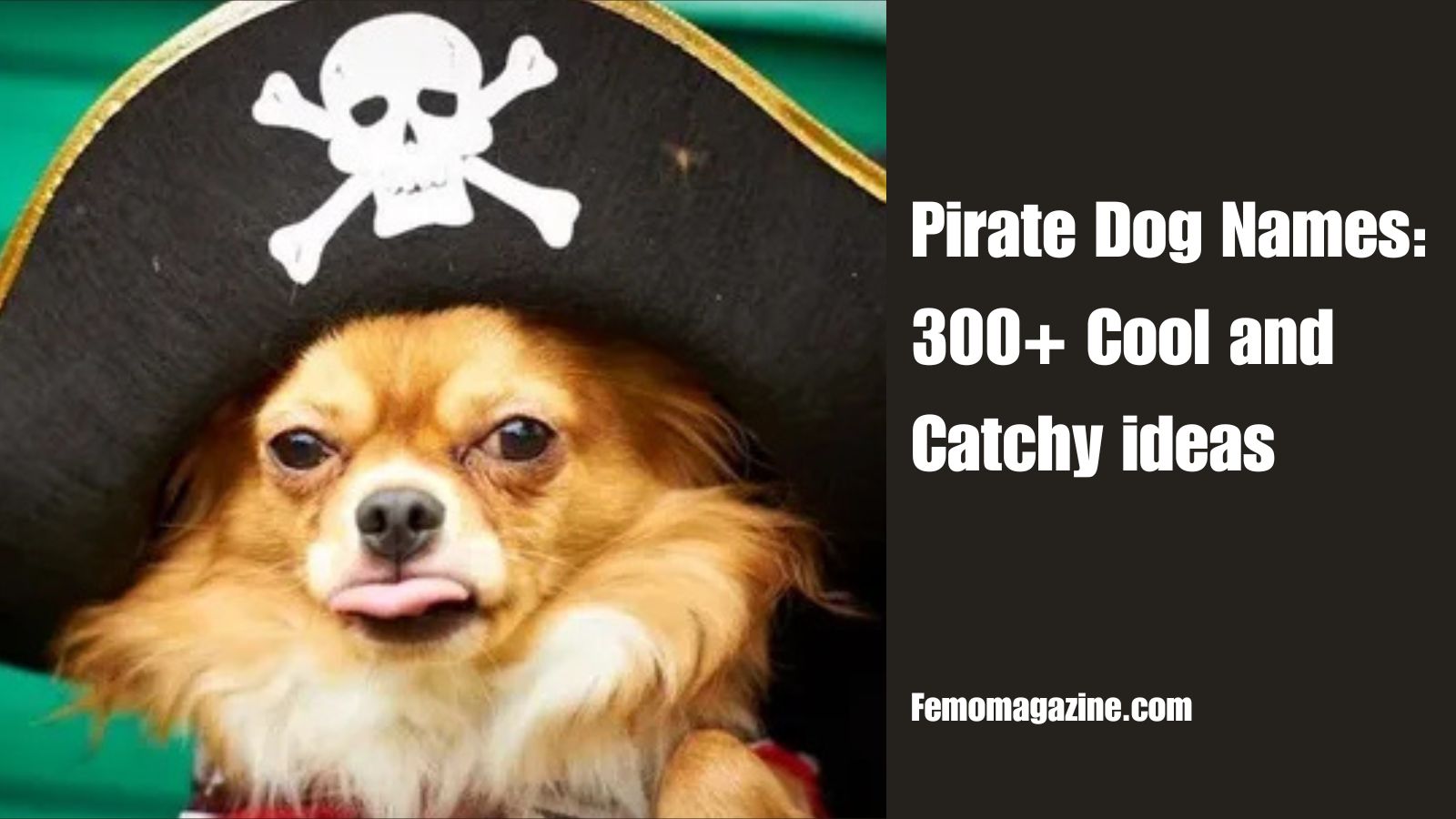 Pirate dog names