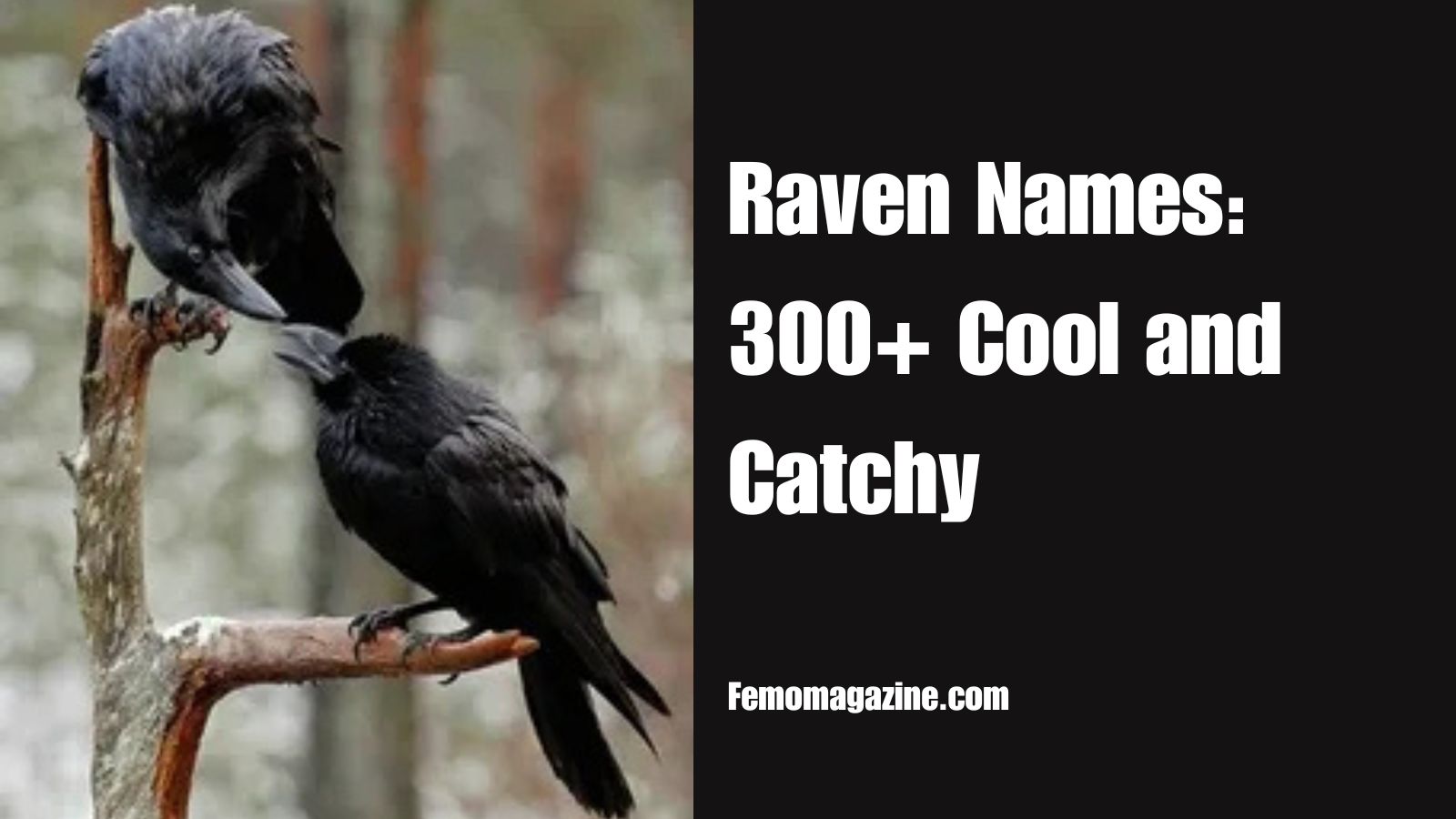 Raven Names