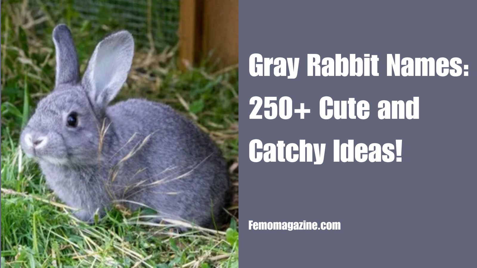 gray rabbit names