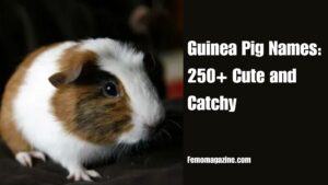 Guinea Pig Names