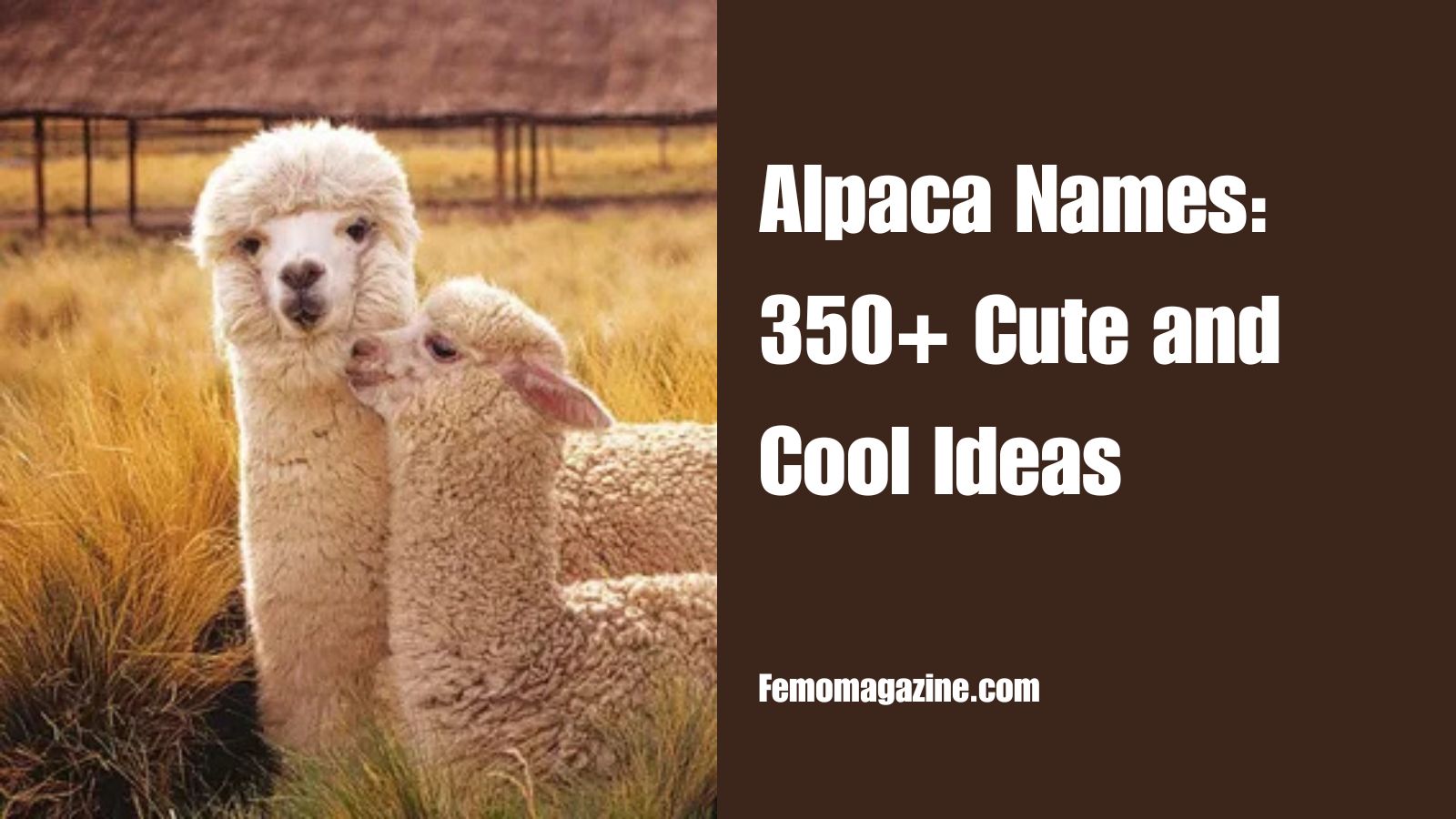 alpaca names