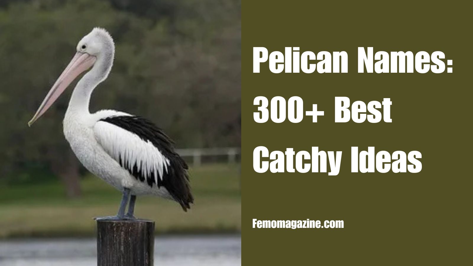 Pelican Names