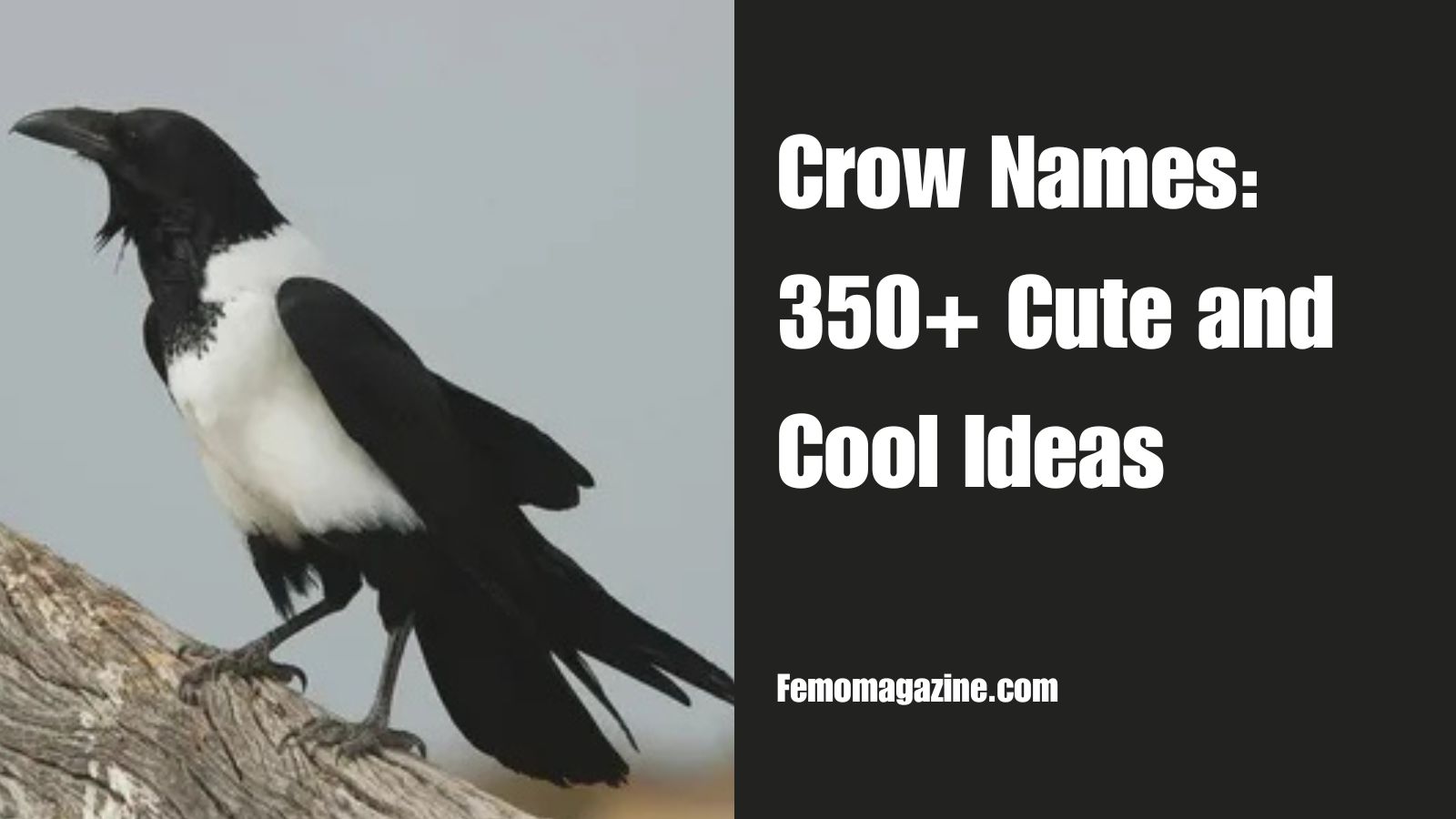 Crow names