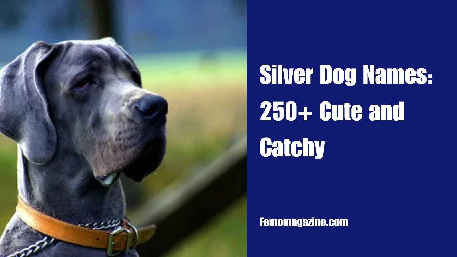 Silver dog names