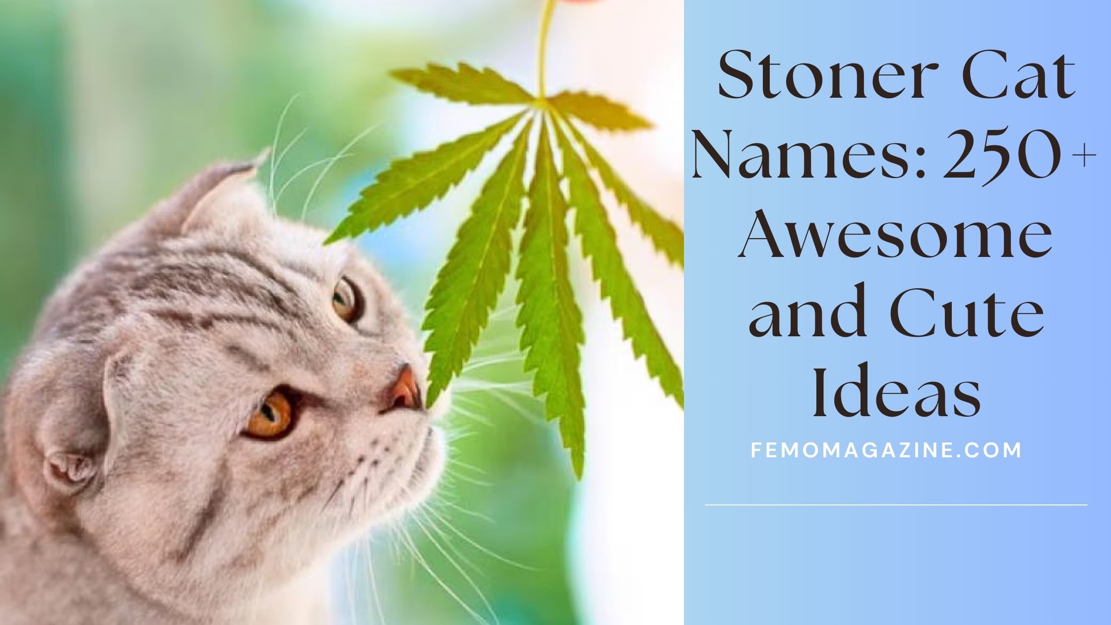 Stoner Cats