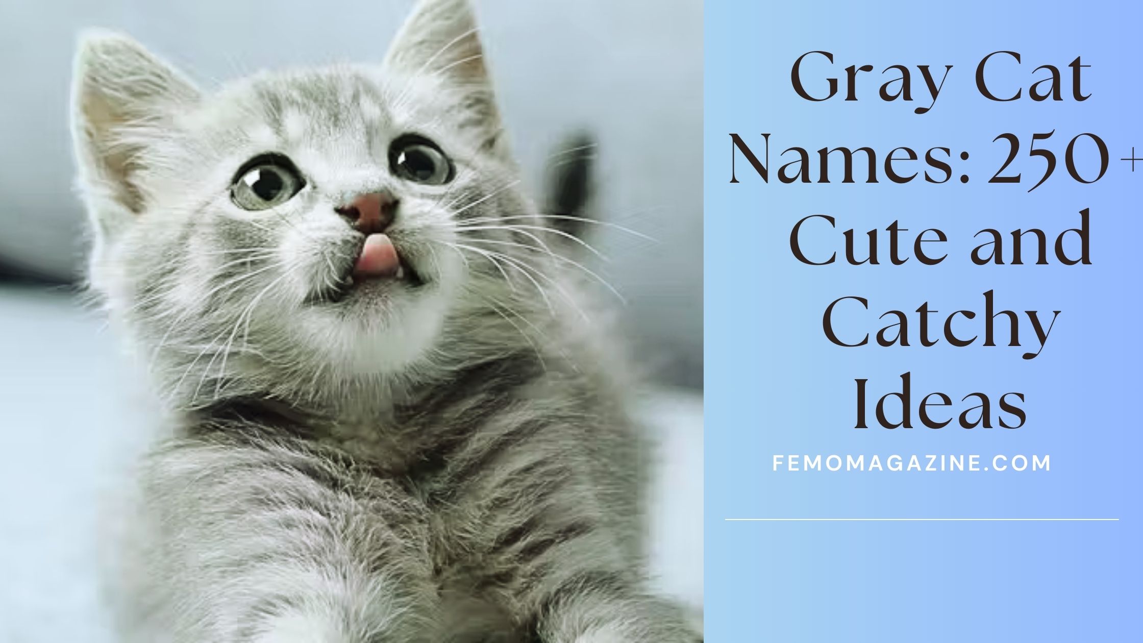 Gray Cat Names