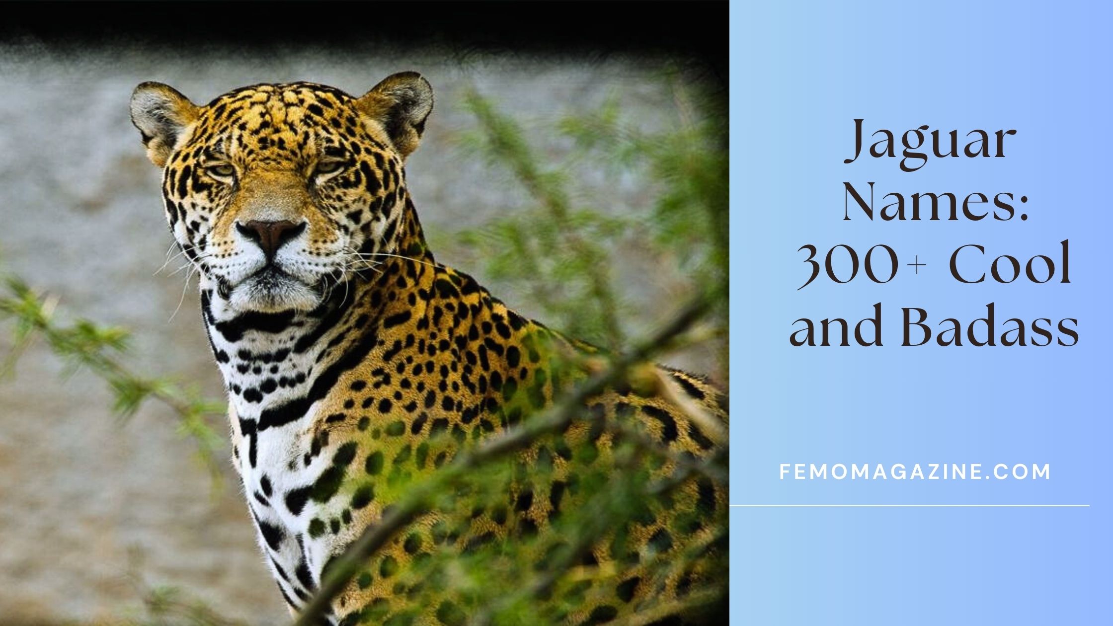 jaguar names